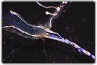 Pederson Cleaner Shrimp